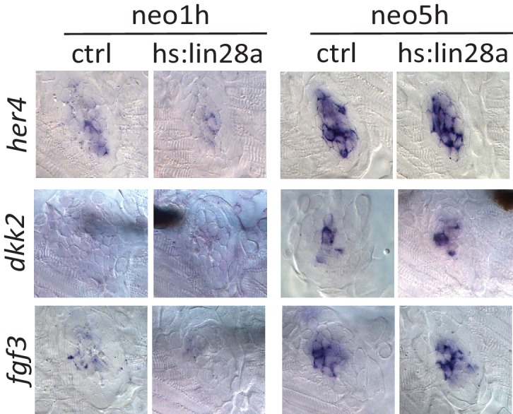 Figure 6—figure supplement 1.