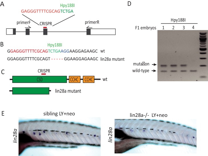 Figure 3—figure supplement 1.