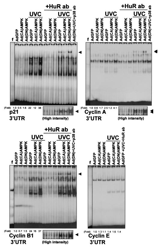 FIG. 7.