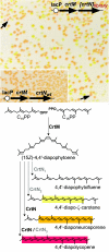 FIG. 7.