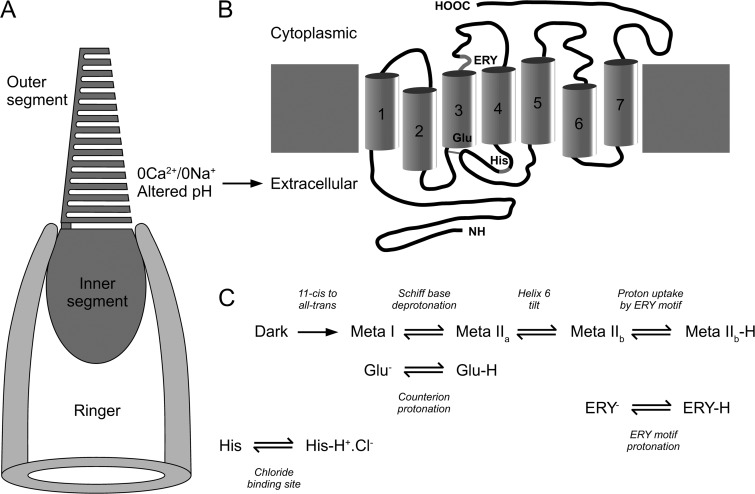 Figure 10.