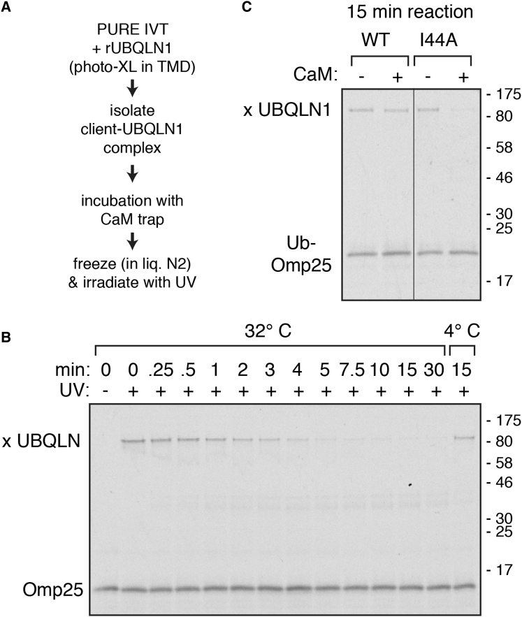 Figure 6