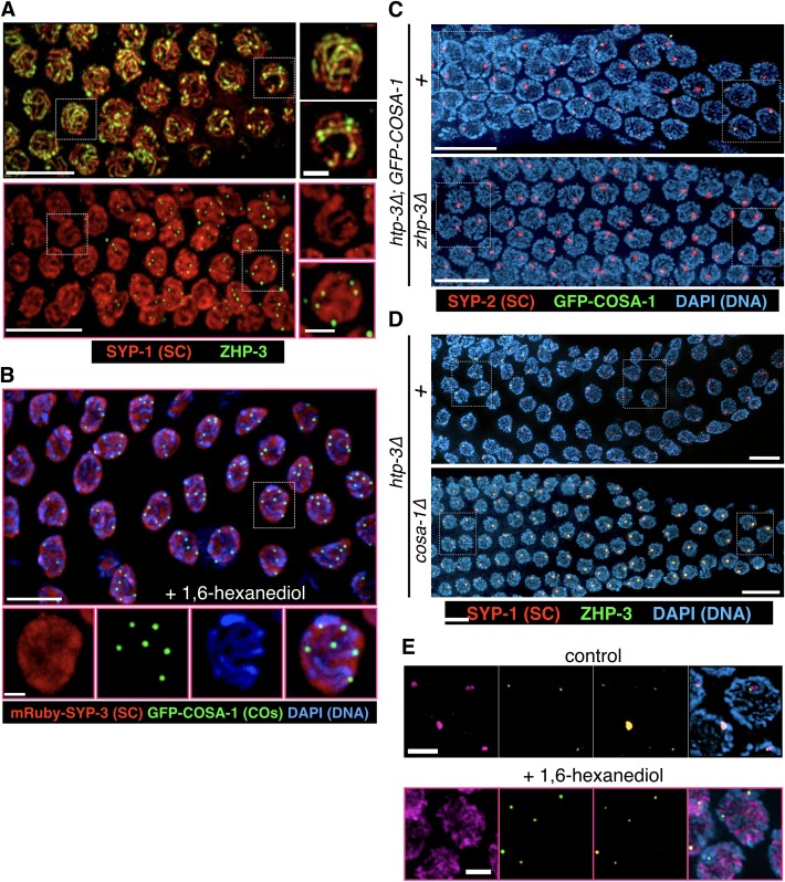 Figure 6—figure supplement 1.