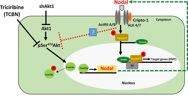 graphic file with name nihms-1532364-f0001.jpg