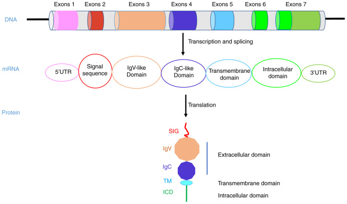 Research progress on the intrinsic non-immune function of PD-L1 in ...