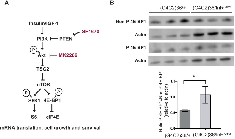 Figure 1—figure supplement 4.