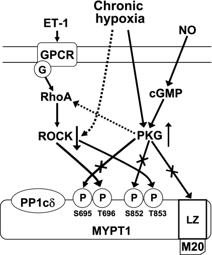 Fig. 7.