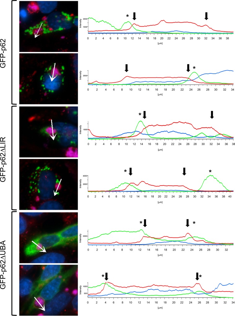 FIG 2