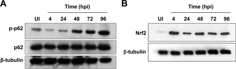 FIG 6