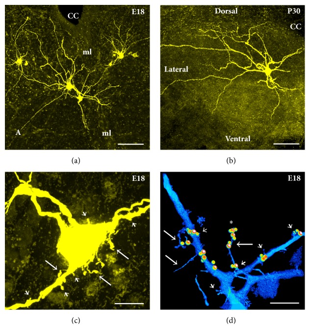 Figure 3