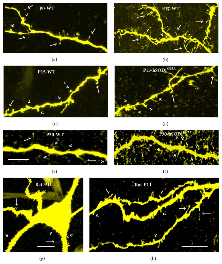 Figure 6