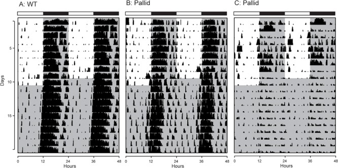 FIGURE 2