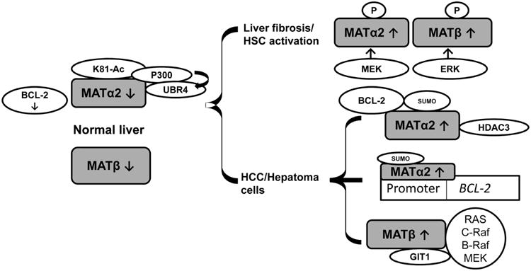 Fig.2