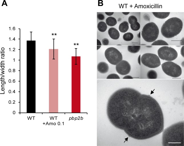 Fig 8