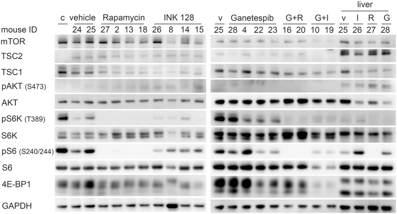 Fig 10