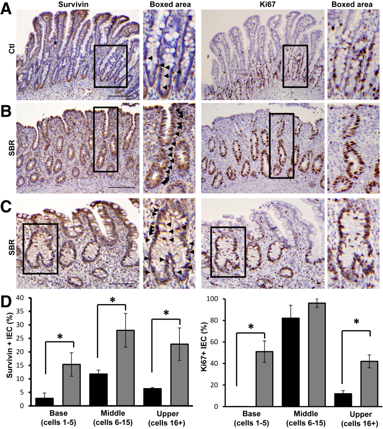 Figure 7