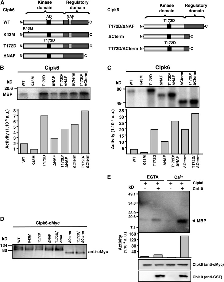 Figure 4.