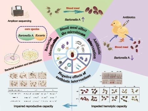 Graphical Abstract