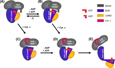 FIGURE 4.