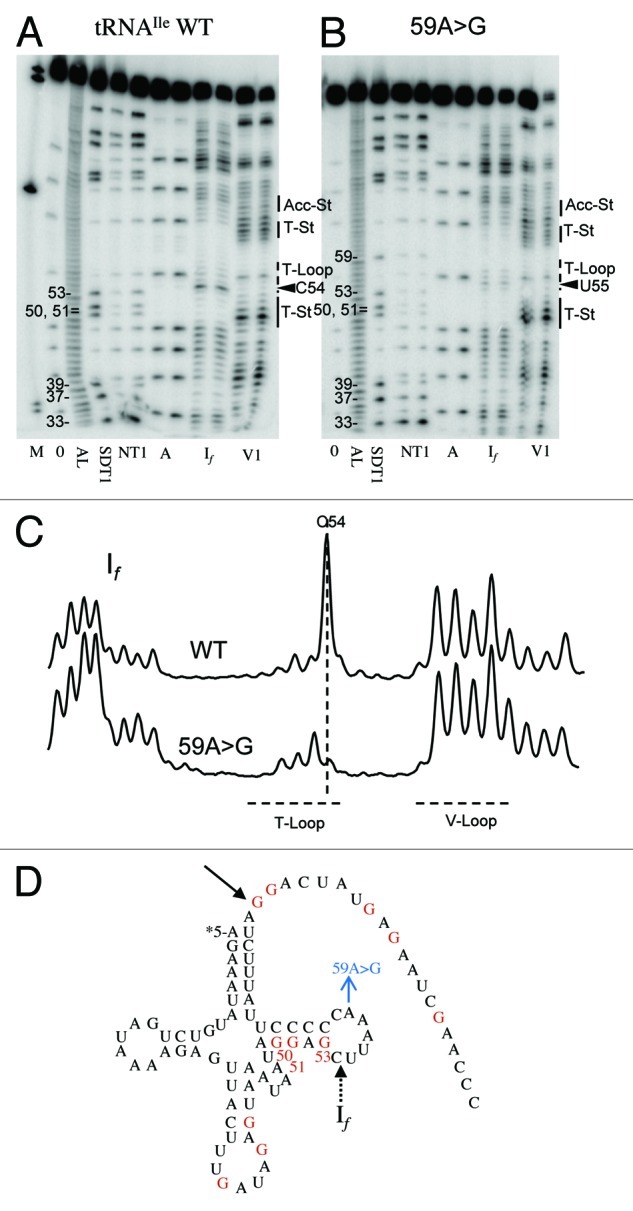 graphic file with name rna-9-283-g5.jpg