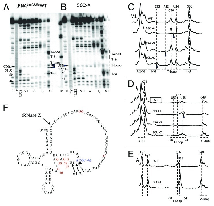 graphic file with name rna-9-283-g4.jpg