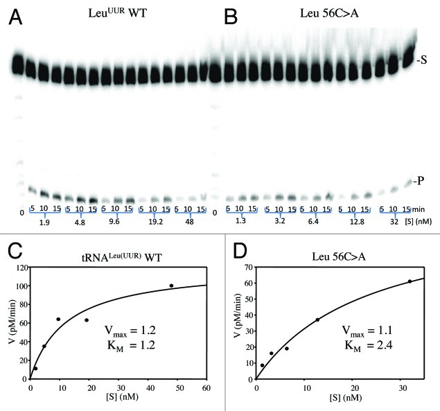 graphic file with name rna-9-283-g3.jpg