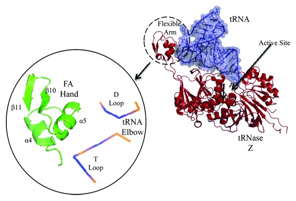 graphic file with name rna-9-283-g1.jpg