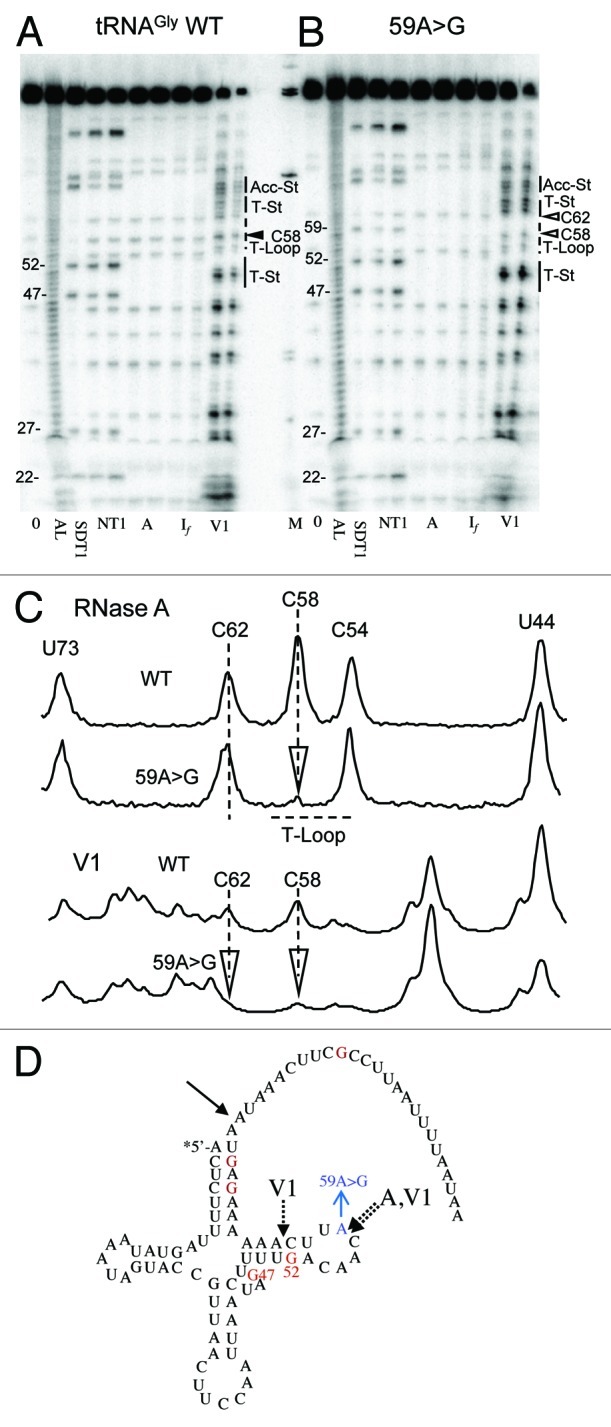 graphic file with name rna-9-283-g6.jpg