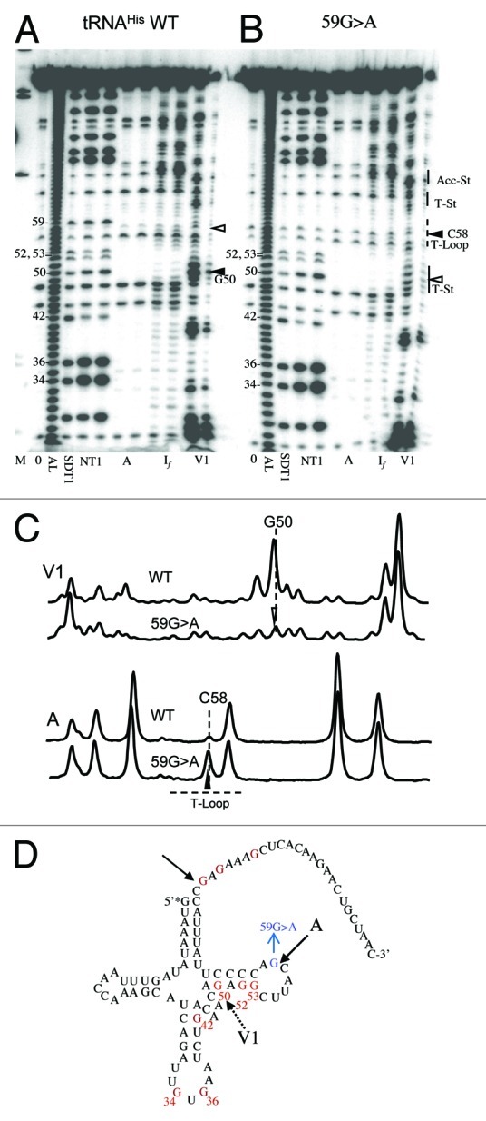 graphic file with name rna-9-283-g7.jpg