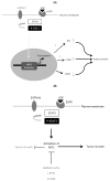 Fig. (1)