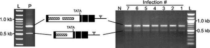 FIG. 6.