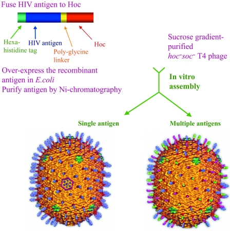 FIG. 1.