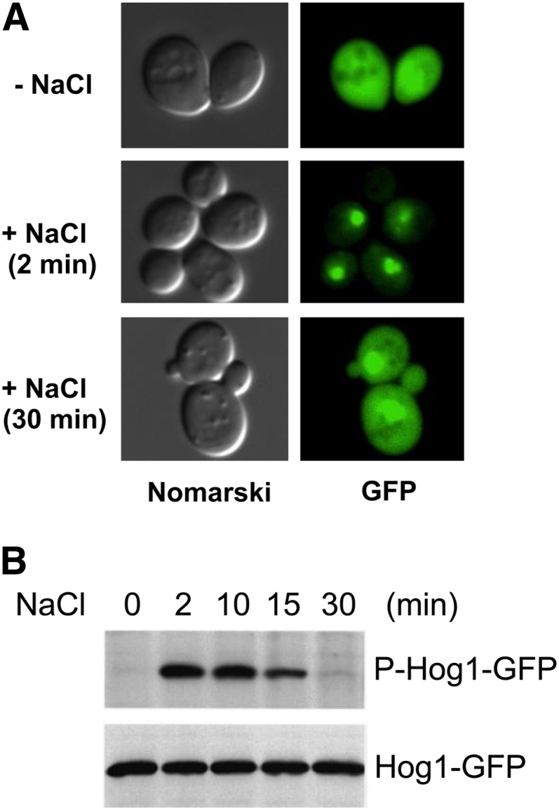 Figure 7 