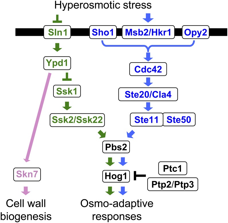 Figure 3 