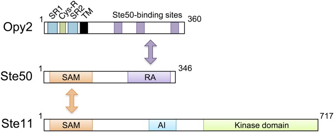 Figure 6 