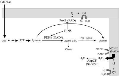 FIG. 2.