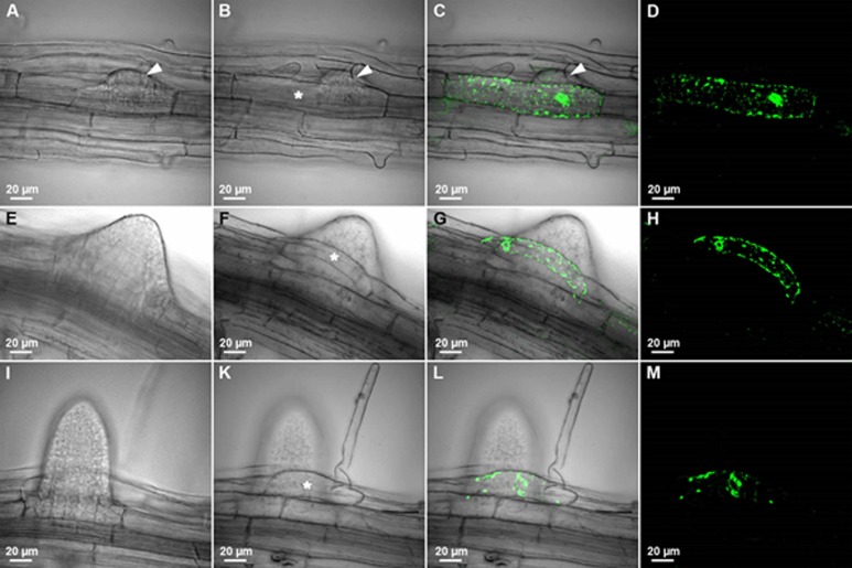 Fig 10