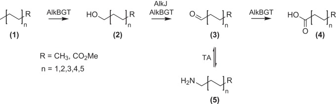 FIG 1