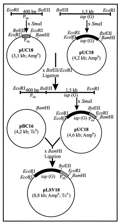 FIG. 1