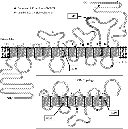 FIGURE 1.