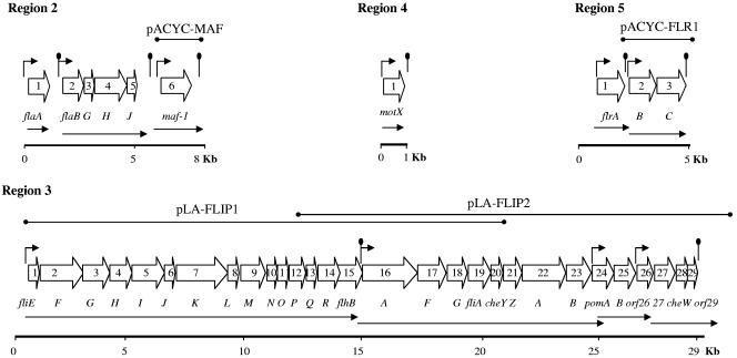 FIG. 1.