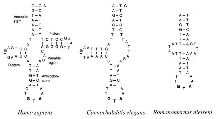 graphic file with name rna-9-1161-g1.jpg