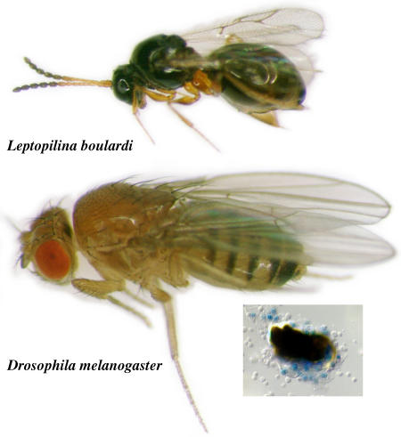 Cellular immune response to parasitization in Drosophila requires the EBF ortholog Collier