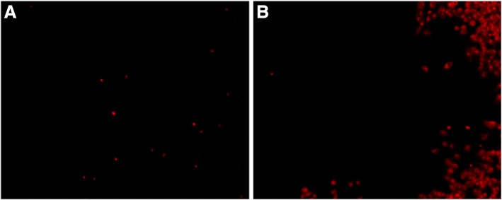 Fig. 12