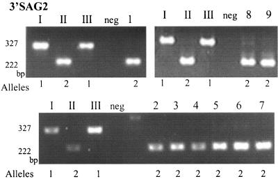 FIG. 2.