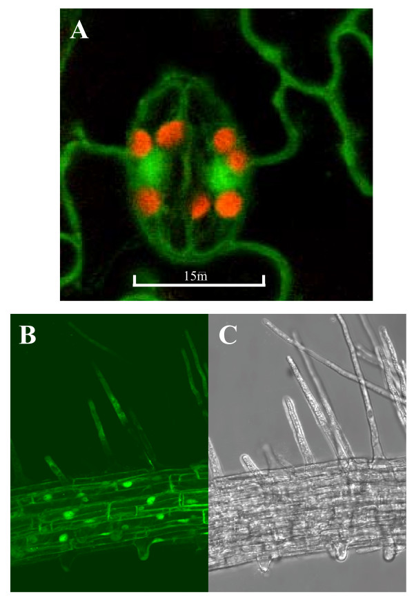 Figure 5