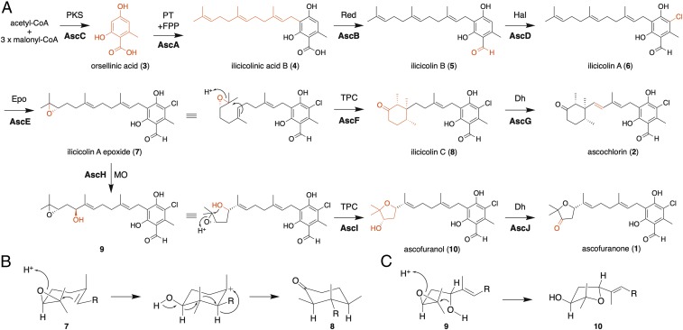 Fig. 2.