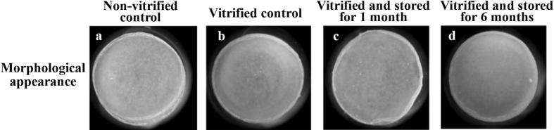 Fig. 4