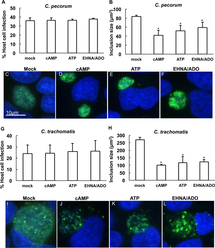 Fig 10