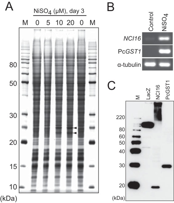 FIG 2